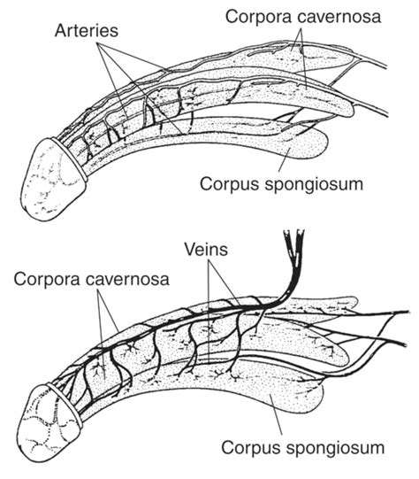 dick fotos|Penis Bilder Science Photo Library